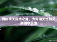 揭秘晴天露水之謎，為何晴天也能見到露水流出