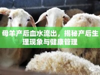 母羊產(chǎn)后血水流出，揭秘產(chǎn)后生理現(xiàn)象與健康管理