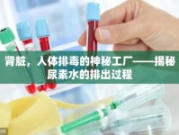 腎臟，人體排毒的神秘工廠——揭秘尿素水的排出過(guò)程