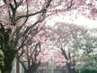 日漫無遮擋，多元文化碰撞下的視覺奇跡，你準(zhǔn)備好沉浸其中了嗎？