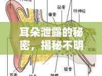 耳朵泄露的秘密，揭秘不明液體的真相