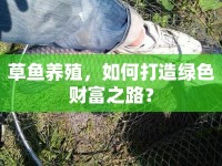草魚(yú)養(yǎng)殖，如何打造綠色財(cái)富之路？