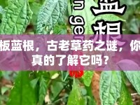 板藍根，古老草藥之謎，你真的了解它嗎？