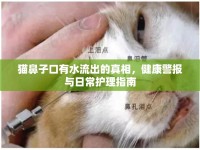 貓鼻子口有水流出的真相，健康警報與日常護理指南