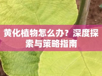 黃化植物怎么辦？深度探索與策略指南