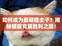 如何成為最萌貓主子？揭秘貓貓競(jìng)賽勝利之路！