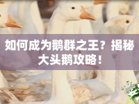 如何成為鵝群之王？揭秘大頭鵝攻略！