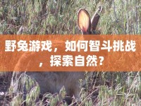 野兔游戲，如何智斗挑戰(zhàn)，探索自然？