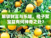 解鎖財富與樂趣，橙子聚寶盆有何神奇之處？