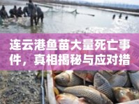 連云港魚苗大量死亡事件，真相揭秘與應對措施最新進展