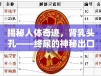 揭秘人體奇跡，腎乳頭孔——終尿的神秘出口