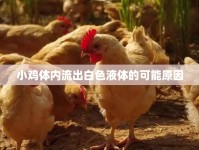 小雞體內流出白色液體的可能原因