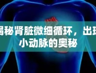 揭秘腎臟微細循環(huán)，出球小動脈的奧秘