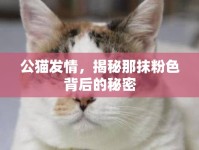 公貓發(fā)情，揭秘那抹粉色背后的秘密