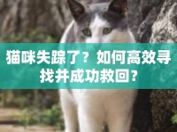 貓咪失蹤了？如何高效尋找并成功救回？