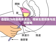 自慰時(shí)為何會(huì)有尿流出，揭秘生理現(xiàn)象與應(yīng)對(duì)策略