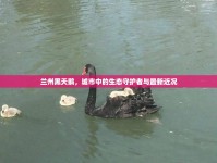 蘭州黑天鵝，城市中的生態(tài)守護者與最新近況