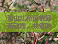 蕭山江橋疫情最新動(dòng)態(tài)，共筑防線，守護(hù)綠水青山
