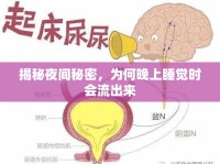 揭秘夜間秘密，為何晚上睡覺(jué)時(shí)會(huì)流出來(lái)