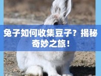 兔子如何收集豆子？揭秘奇妙之旅！