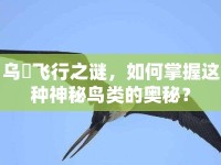 烏鷺飛行之謎，如何掌握這種神秘鳥類的奧秘？