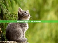 貓尾截斷后的濃血之謎，愛寵的守護(hù)與挑戰(zhàn)