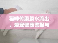 貓咪傳腹腹水流出，愛寵健康警報與應(yīng)對策略