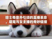 哈士奇意外引領(lǐng)的直播革命，萌寵與女主播的奇妙碰撞