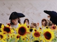 澀五月丁香，為何這種花能在五月綻放獨(dú)特魅力？