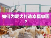 如何為愛犬打造幸福家園？