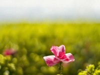 仙境傳說手游倒錢真能賺錢？揭秘安全交易與防騙技巧！，通過反問引發(fā)好奇，同時突出揭秘、防騙等用戶關(guān)心的關(guān)鍵詞，符合游戲交易類內(nèi)容的痛點需求）