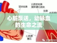 心臟泵送，動(dòng)脈血的生命之流