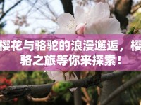 櫻花與駱駝的浪漫邂逅，櫻駱之旅等你來探索！
