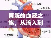 腎臟的血液之旅，從流入到流出的奇妙循環(huán)探索