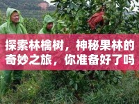 探索林檎樹，神秘果林的奇妙之旅，你準備好了嗎？