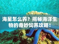 海星怎么養(yǎng)？揭秘海洋生物的奇妙飼養(yǎng)攻略！