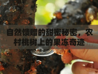 自然饋贈(zèng)的甜蜜秘密，農(nóng)村桃樹上的果凍奇跡