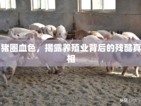 豬圈血色，揭露養(yǎng)殖業(yè)背后的殘酷真相
