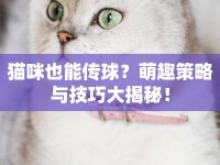 貓咪也能傳球？萌趣策略與技巧大揭秘！