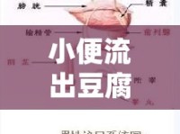 小便流出豆腐渣，揭秘這一健康警報(bào)的真相