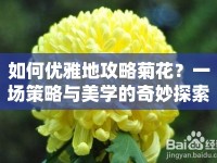 如何優(yōu)雅地攻略菊花？一場(chǎng)策略與美學(xué)的奇妙探索！