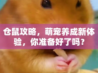 倉鼠攻略，萌寵養(yǎng)成新體驗(yàn)，你準(zhǔn)備好了嗎？