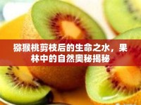 獼猴桃剪枝后的生命之水，果林中的自然奧秘揭秘