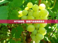 中寧縣葡萄，甜蜜產(chǎn)業(yè)綻放新篇章