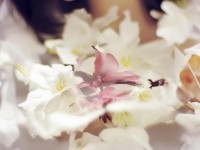 仙境傳說手游，掛機(jī)商人如何創(chuàng)造財(cái)富傳奇？