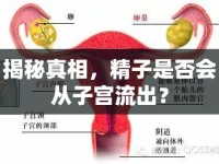 揭秘真相，精子是否會(huì)從子宮流出？