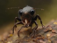 火影手游暗卡bug，玩家如何避免被坑？