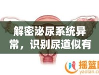 解密泌尿系統(tǒng)異常，識(shí)別尿道似有尿流出的微妙信號(hào)