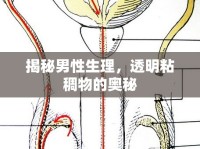 揭秘男性生理，透明粘稠物的奧秘