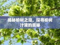 揭秘榆樹之淚，探尋榆樹汁液的奧秘